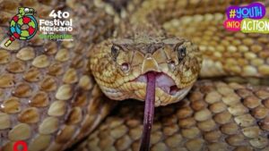 Oaxaca y Pochutla serán sedes del Cuarto Festival Mexicano de las Serpientes