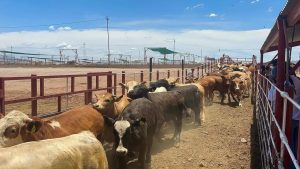 México y EE. UU. mantienen desacuerdo sobre la reapertura de la exportación de ganado