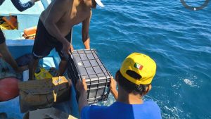 La Conanp devuelve al mar fragmentos marinos extraídos ilegalmente en Huatulco