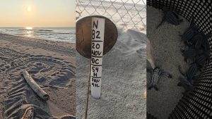 Nacen las primeras crías de tortuga laúd en el Santuario Barra de la Cruz–Playa Grande