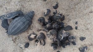 Santuario Playa Cahuitán refuerza la protección de tortugas marinas en el Pacífico Oriental