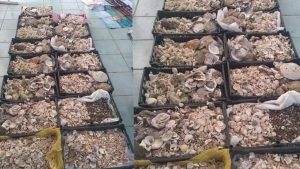 Decomisan conchas y especies marinas en el Aeropuerto de Huatulco; llaman a fomentar el turismo responsable
