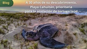 Playa Cahuitán cumple 30 años de ser identificada como sitio clave para la conservación de la tortuga laúd
