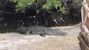 Exhorta Protección Civil extremar precauciones ante presencia de cocodrilos en cuerpos de agua de Pinotepa Nacional