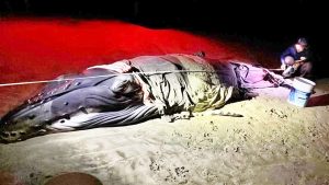 Rescatan cría de ballena que encalló en Barra de la Cruz
