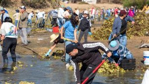 Retiran más de 3 mil toneladas de lirio acuático en presa de Yosocuta en Oaxaca