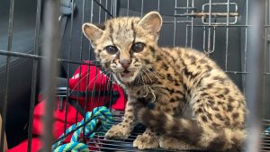 Rescatan cría de tigrillo en Juquila; investigan posible caso de tráfico de fauna