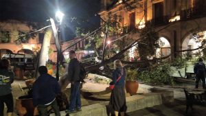 Cae árbol en el Zócalo de Oaxaca