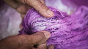 Debate científico busca proteger a caracol purpura en costas de Oaxaca