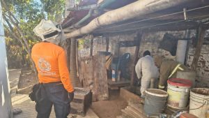 En Colotepec protegen la abeja, atiende PC reportes de enjambres y los reubica.