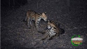 Captan en fototrampeo ocelotes en Huatulco; refuerzan monitoreo y conservación de fauna silvestre