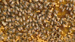 Oaxaca conmemora el Día Mundial de las Abejas con encuentro de divulgación y apicultura