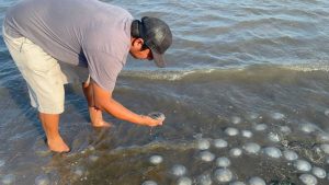 Autoridades emiten recomendaciones por arribo masivo de medusas en playa de Santa María Xadani