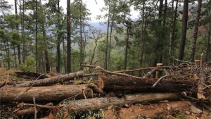 Oaxaca ha perdido 490 mil hectáreas de bosque en 20 años, revela informe global