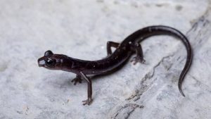 Científicos descubren nuevas especies de salamandras en Oaxaca; un hallazgo que amplía la riqueza biológica del estado