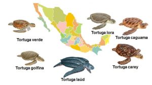 Día Mundial de las Tortugas Marinas: un llamado urgente a protegerlas
