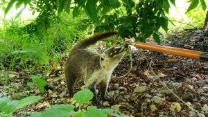 Reubican de forma segura a un tejón que deambulaba en un domicilio de La Parota