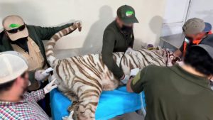 Muere tigre de Bengala tras operativo de captura en Edomex; Profepa clausura el recinto de donde escapó