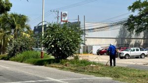 Agencia Municipal realiza poda y limpieza de camellones en la carretera costera