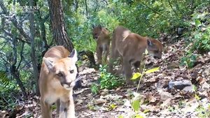 La vida del puma en Oaxaca y Chiapas: una reproducción compleja y un largo aprendizaje en la selva