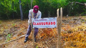 Profepa frena remoción de vegetación forestal en más de 35 mil m² en tres predios de Oaxaca; impone clausura total