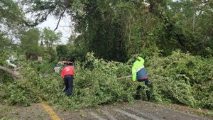Protección Civil realiza poda preventiva de árboles en la carretera 200 ante riesgos por lluvias y viento